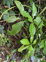 Palicourea tetragona