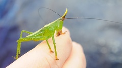 Oxyprora curvirostris