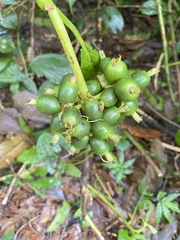 Palicourea tetragona