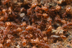 Strumigenys kumadori