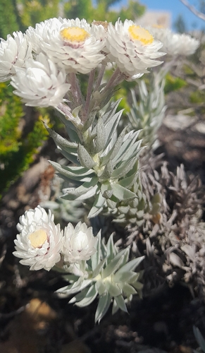 Silver Dune Chafflower (Achyranthemum argenteum)