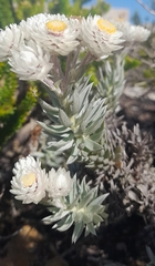 Achyranthemum argenteum, photograph (c) Noeleen du Toit, some rights reserved (CC BY-SA)