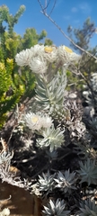 Achyranthemum argenteum, photograph (c) Noeleen du Toit, some rights reserved (CC BY-SA)