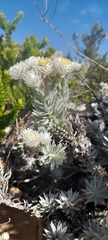 Achyranthemum argenteum, photograph (c) Noeleen du Toit, some rights reserved (CC BY-SA)