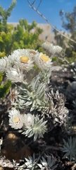 Achyranthemum argenteum, photograph (c) Noeleen du Toit, some rights reserved (CC BY-SA)
