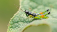 Liebermannacris dorsualis