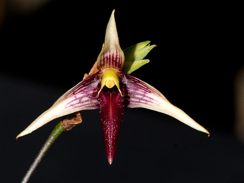 Bulbophyllum digoelense