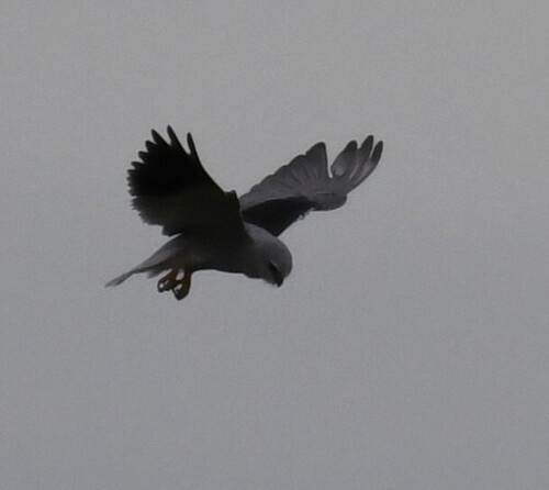 African Black-winged Kite