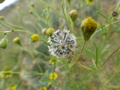 Picradeniopsis multiflora