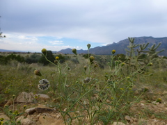 Picradeniopsis multiflora