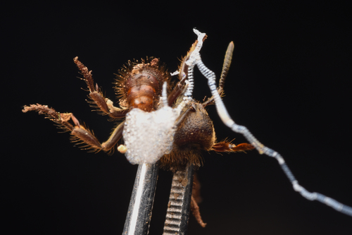山打根修猛蚁Pseudoneoponera sandakana