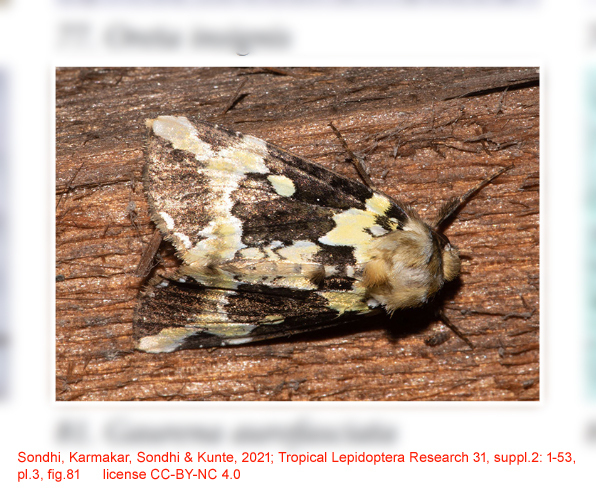 Gaurena aurofasciata