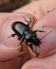 Pterostichus ebeninus