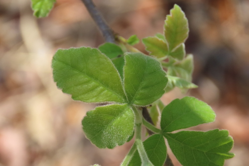 Roll-leaf Currantrhus (Searsia tenuinervis)