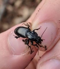 Pterostichus ebeninus