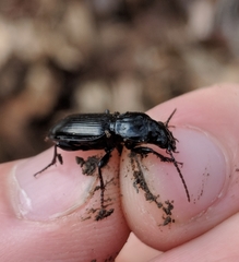 Pterostichus ebeninus