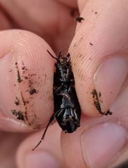 Pterostichus ebeninus