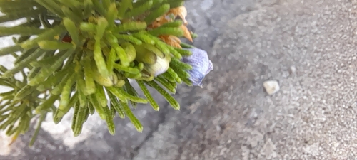 Birch Fountainbush (Psoralea vanberkeliae)