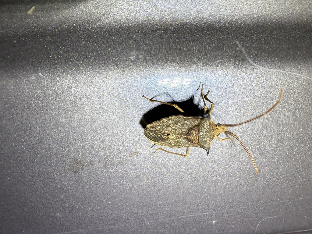 Neagenor anteaureus