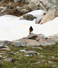 Phoenicurus ochruros ochruros