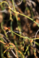 Lepidobolus preissianus