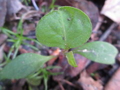 Achyranthes japonica