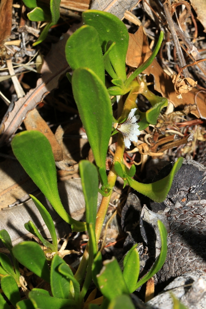 Scaevola repens