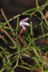 Corynotheca micrantha