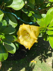 Solandra maxima