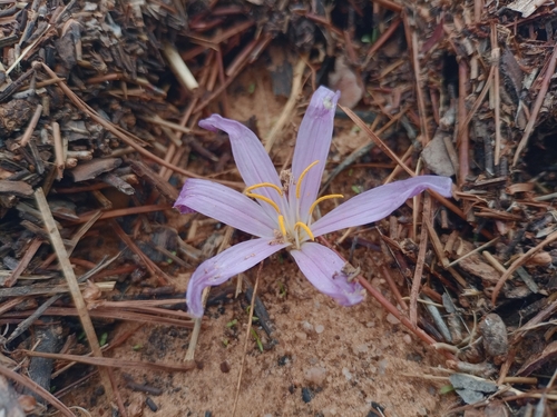 Colchicum filifolium