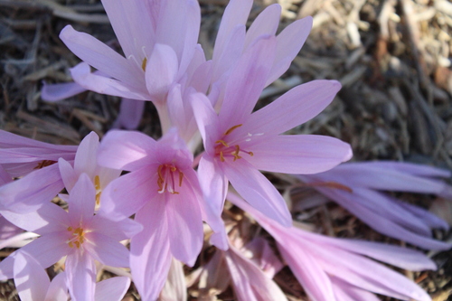 Colchicum hierosolymitanum