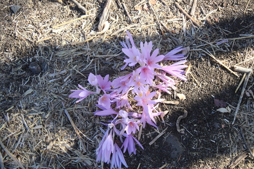 Colchicum hierosolymitanum