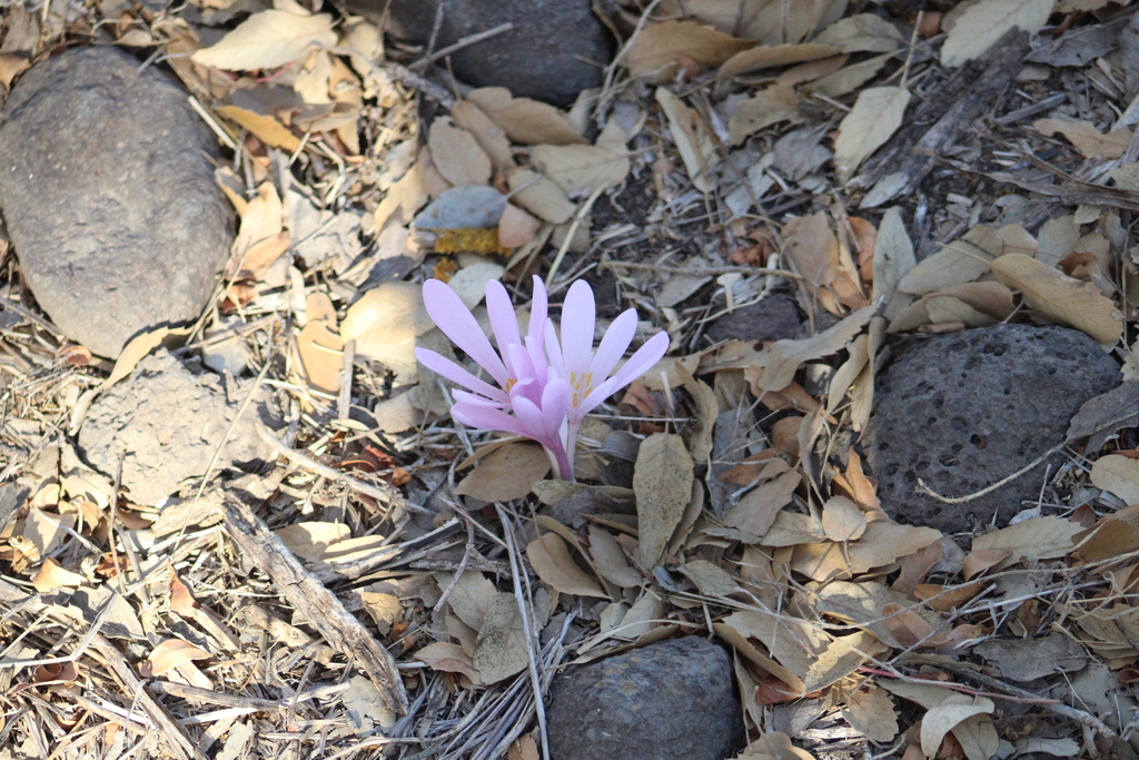 Colchicum hierosolymitanum, Golan, IL