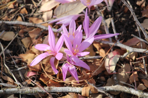 Colchicum hierosolymitanum
