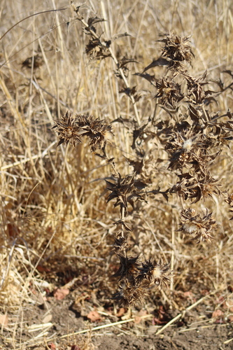 Glaucus Safflower (Carthamus glaucus)