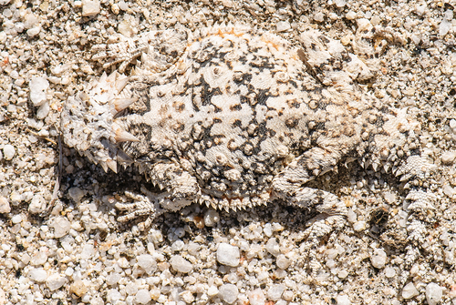 Desert Horned Lizard