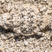 Southern Desert Horned Lizard - Photo (c) Marshal Hedin, some rights reserved (CC BY-NC)