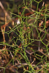 Corynotheca micrantha