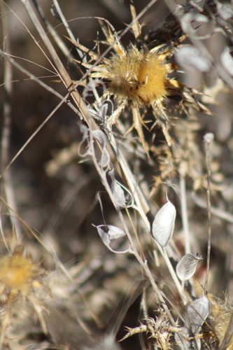 Roman Shields (Fibigia clypeata)