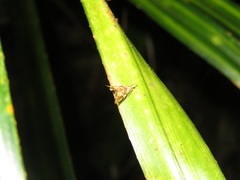 Glaucocharis selenaea