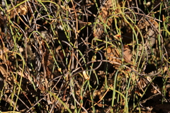 Lepidobolus preissianus