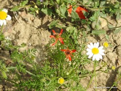 Adonis flammea