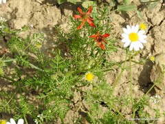 Adonis flammea