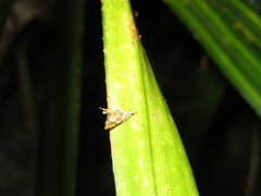 Glaucocharis selenaea