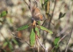 Callophrys augustinus iroides
