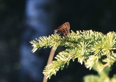 Callophrys eryphon