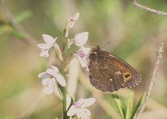 Erebia mancinus