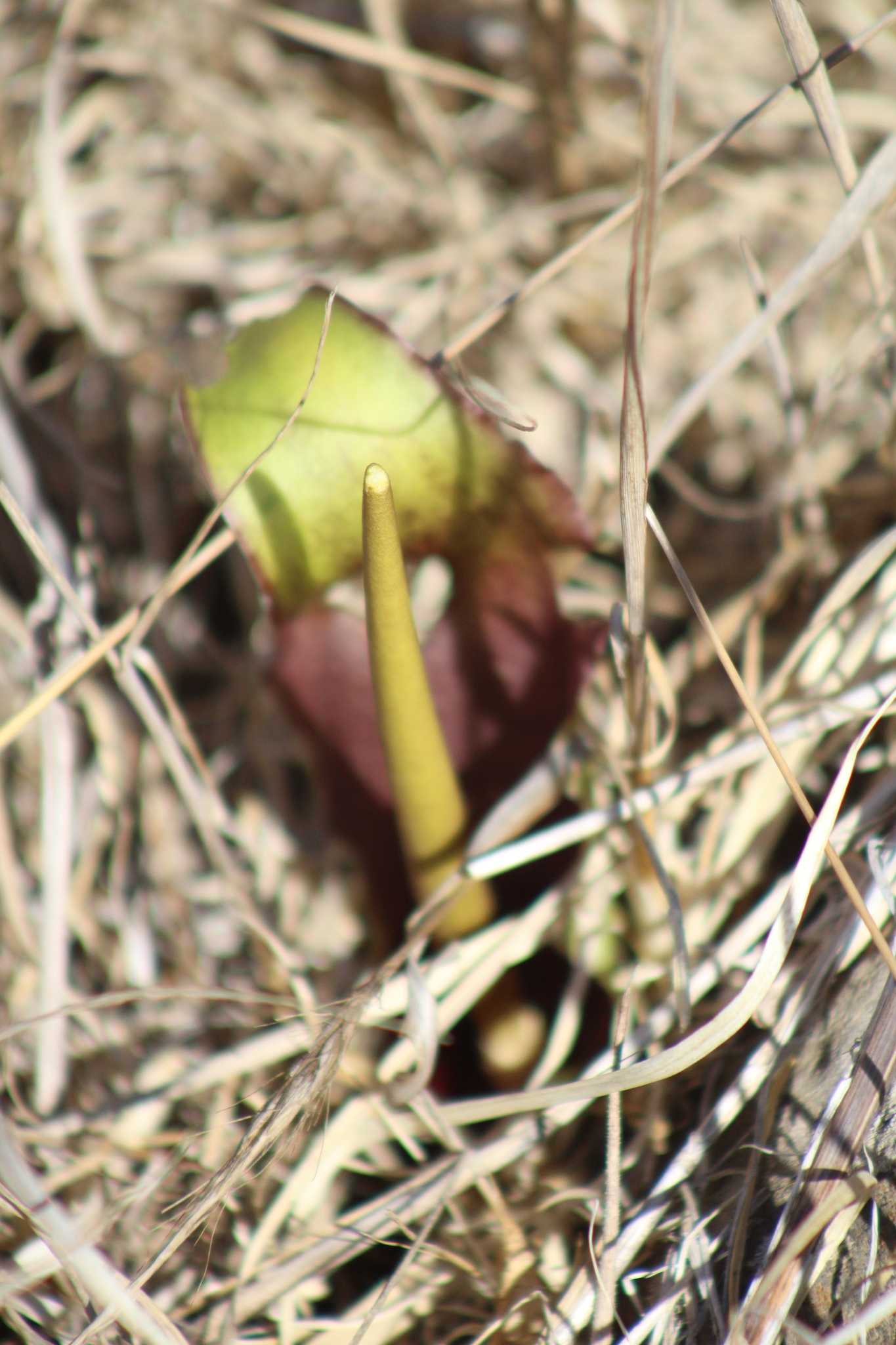 Biarum auraniticum