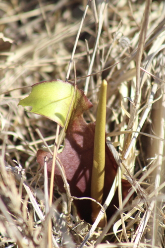 Biarum auraniticum, photograph 1
