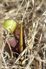 (c) yelena_antipova, some rights reserved (CC BY) Biarum auraniticum, photograph (c) yelena_antipova, some rights reserved (CC BY)